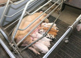 金正恩視察朝鮮人民軍549部隊養(yǎng)豬工廠，高度關(guān)注黃牛養(yǎng)殖