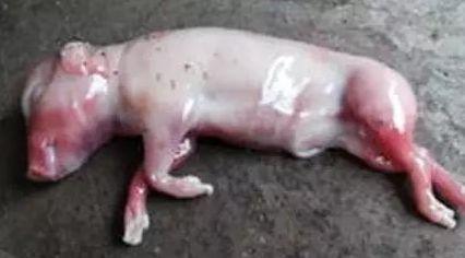 解析母豬死胎增多的十大原因 山東綠都-豬博士的專(zhuān)業(yè)視角