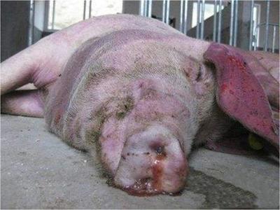 豬咳嗽喘氣總治不好？專(zhuān)家教你一招，科學(xué)治愈呼吸道疾病